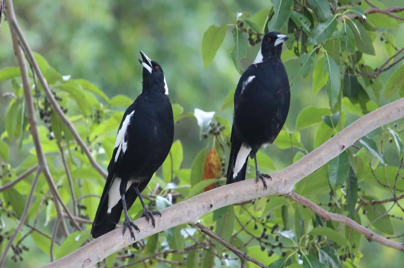 deux oiseaux pie