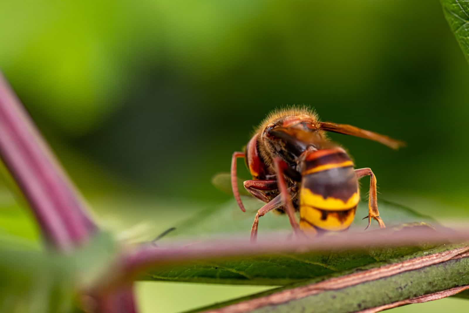 frelon sur une feuille verte