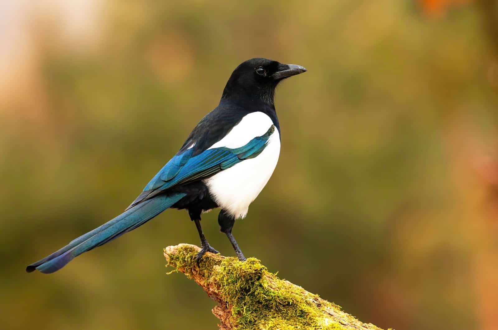 gros plan Magpie debout sur une branche