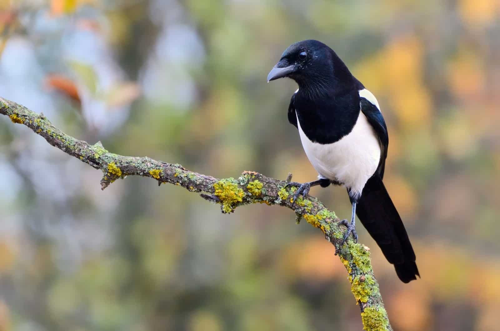 photo d'une pie debout sur une branche