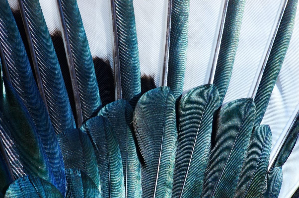 Symbolique De La Pie 11 Significations Spirituelles