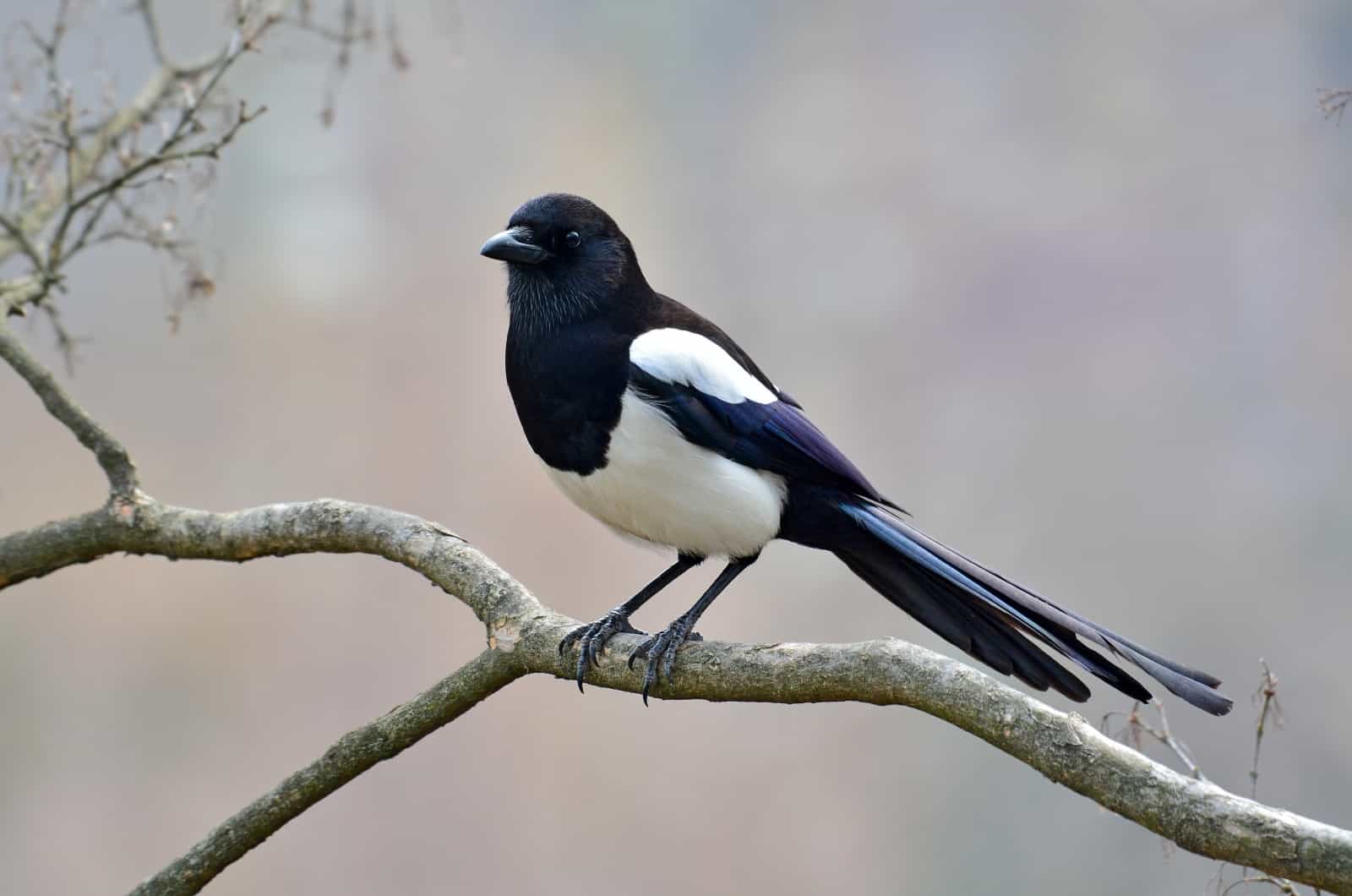 symbole de la pie oiseau