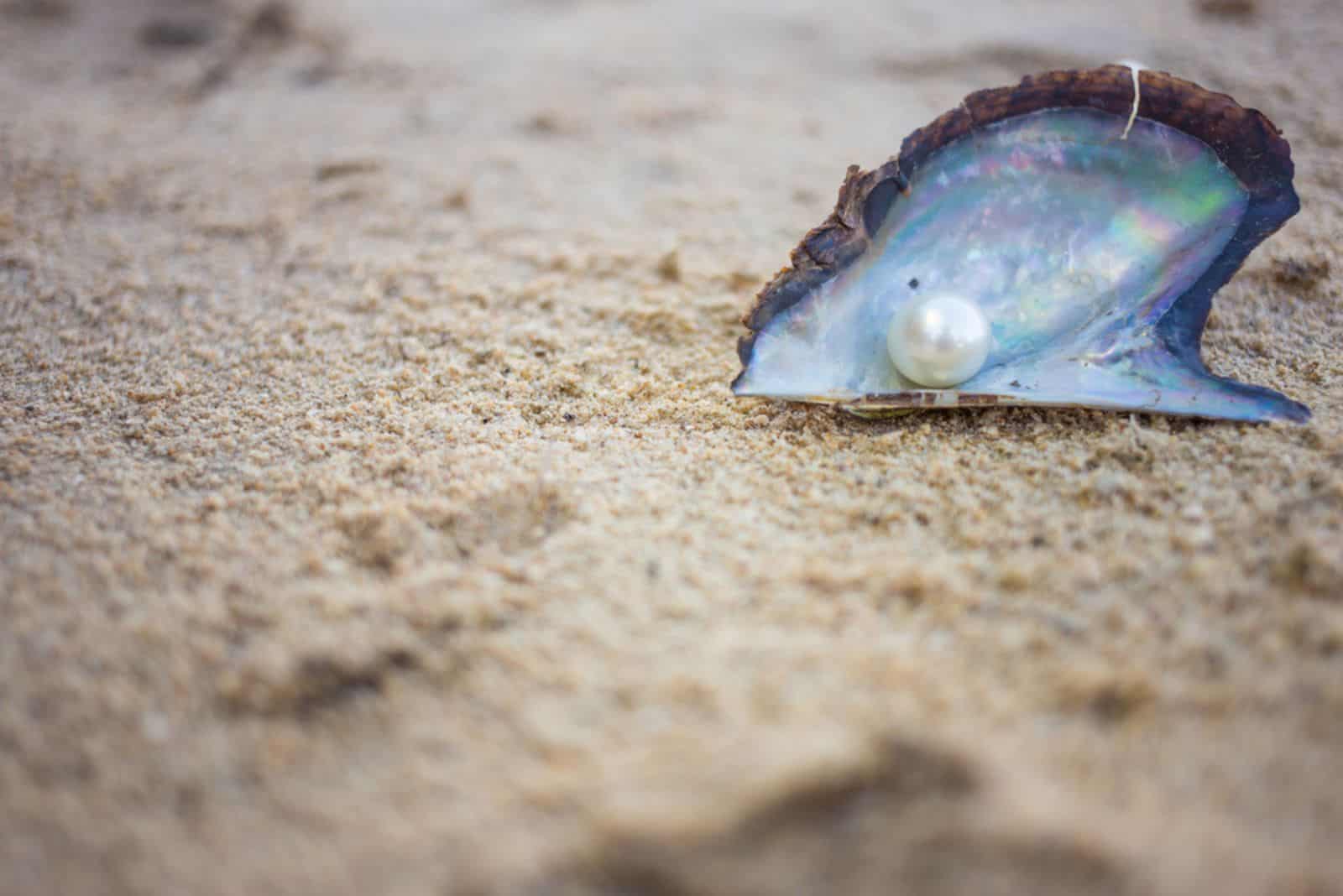 une belle perle blanche dans un coquillage sur la plage