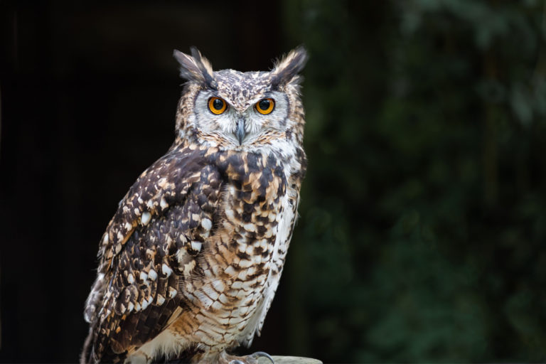 Un gros plan d'un hibou perché sur un poteau et regardant vers l'avant