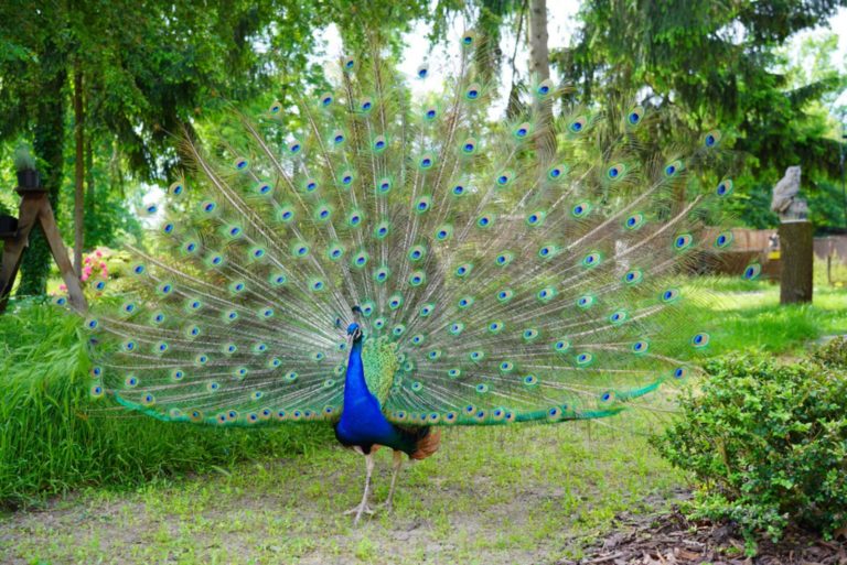 Beau paon marchant librement