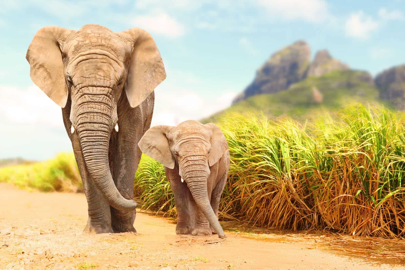 deux éléphants marchent dans le désert