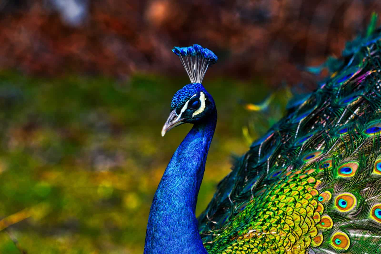 PEACOCK - PEAFOLUX AVEC OUVERT