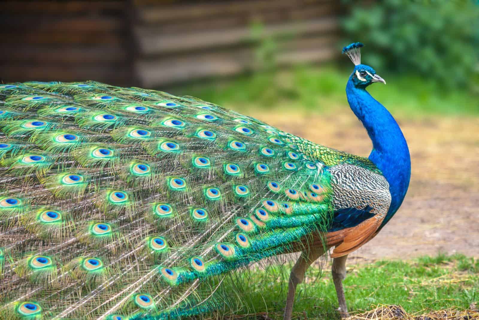 Paon aux ailes déployées de profil