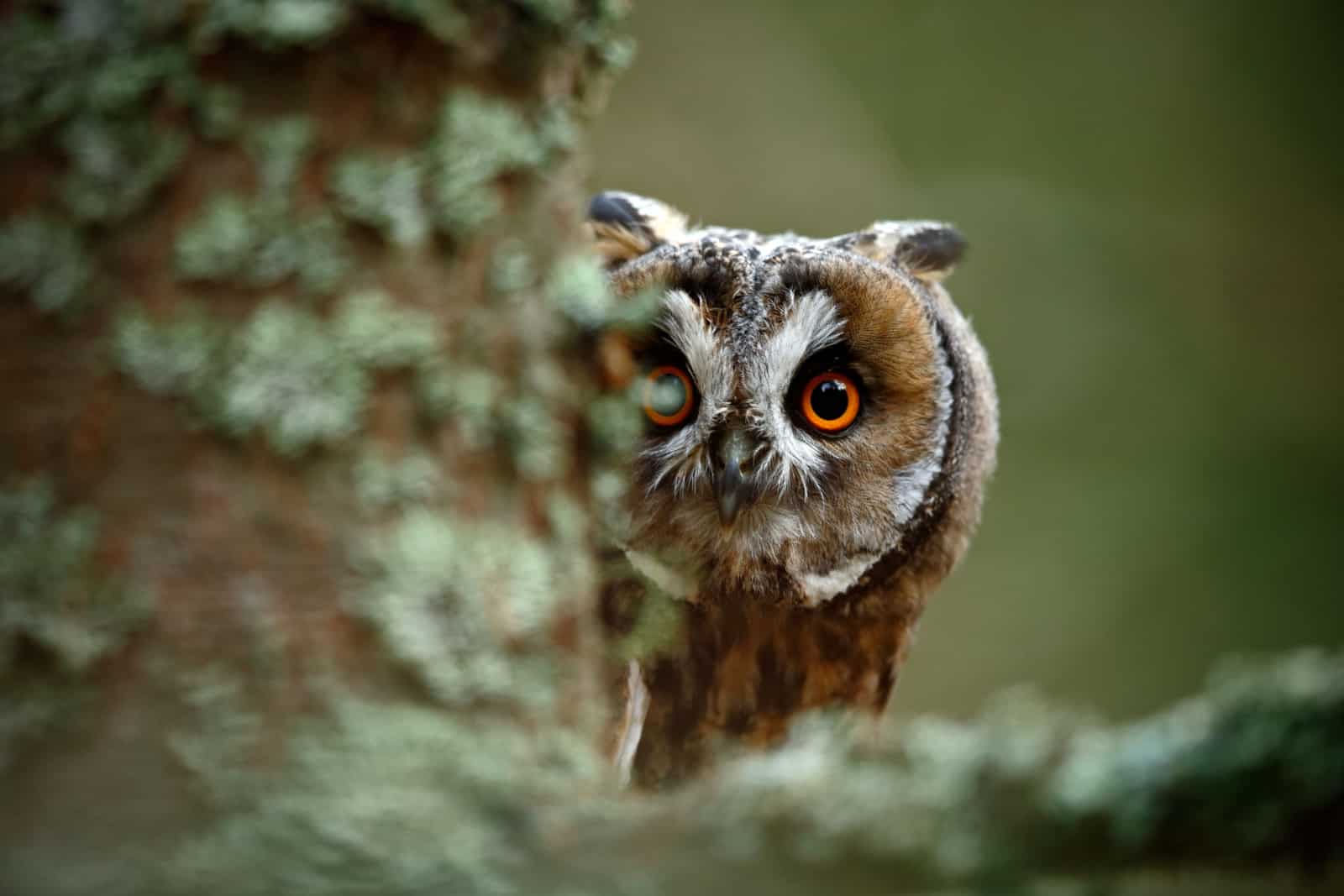 Portrait caché du hibou moyen-duc