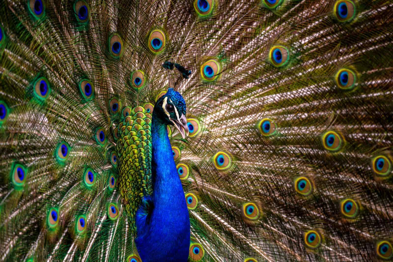 Portrait de paon coloré élégant