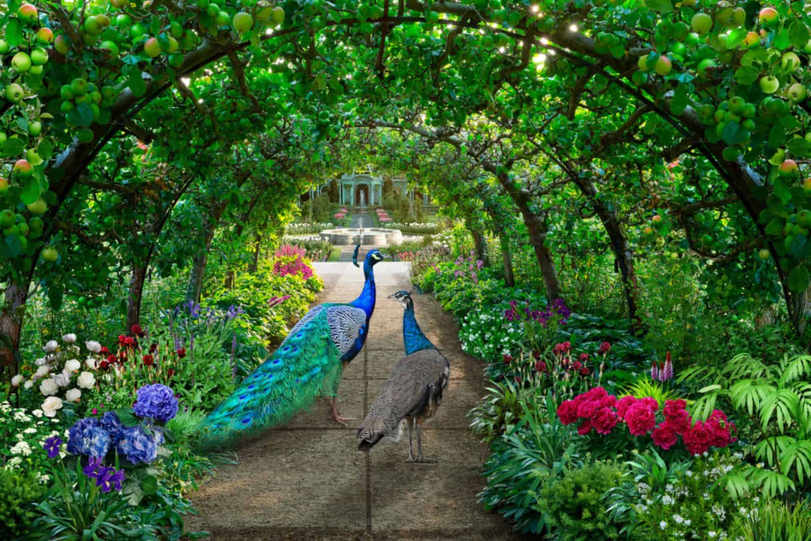Un couple de paons se promène dans un jardin verdoyant