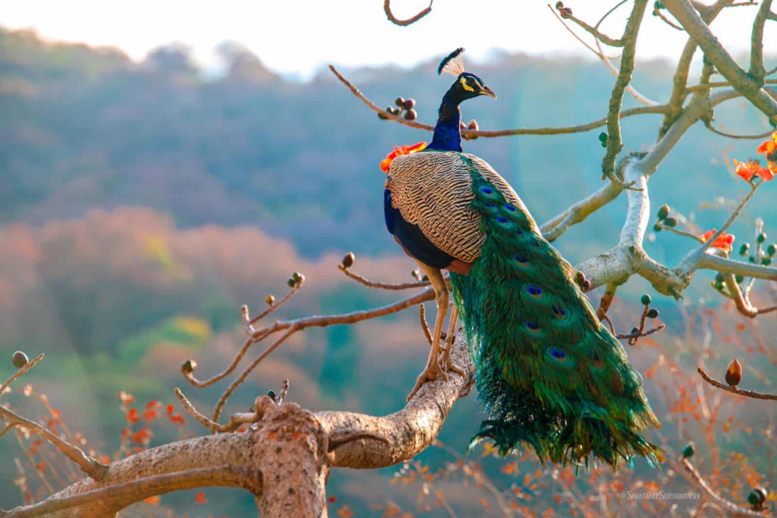 Un vrai paon se reposant sur un arbre avec des plumes ouvertes