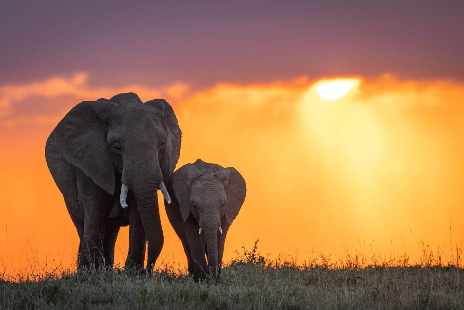 deux éléphants marchent au coucher du soleil