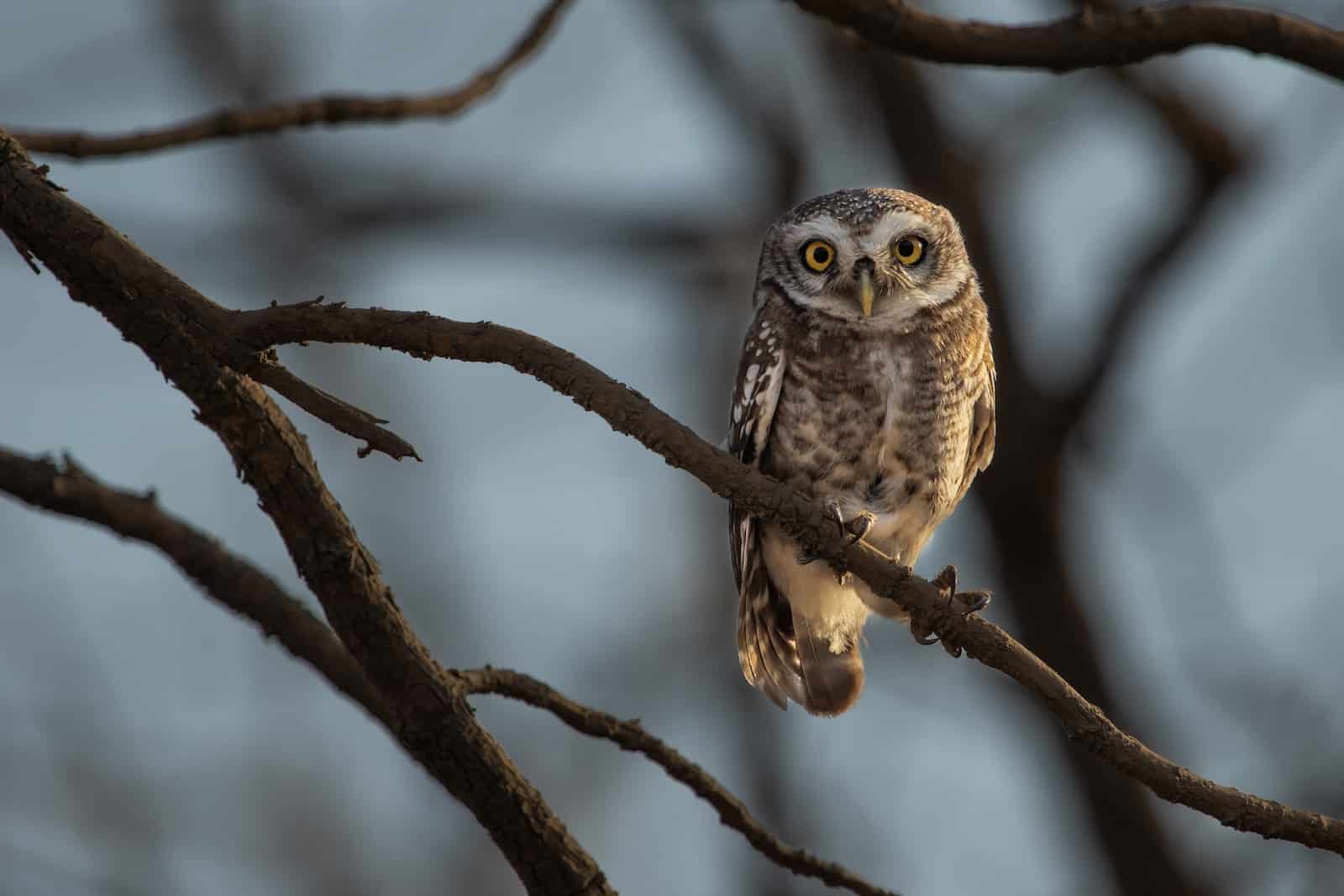 hibou debout sur une branche