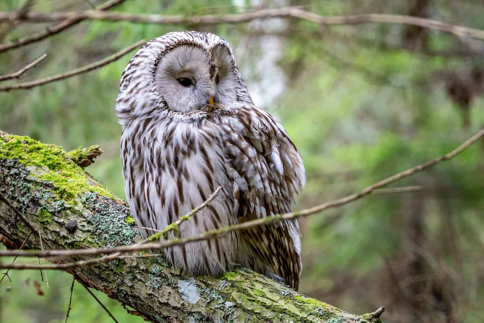 hibou photographié dans une forêt