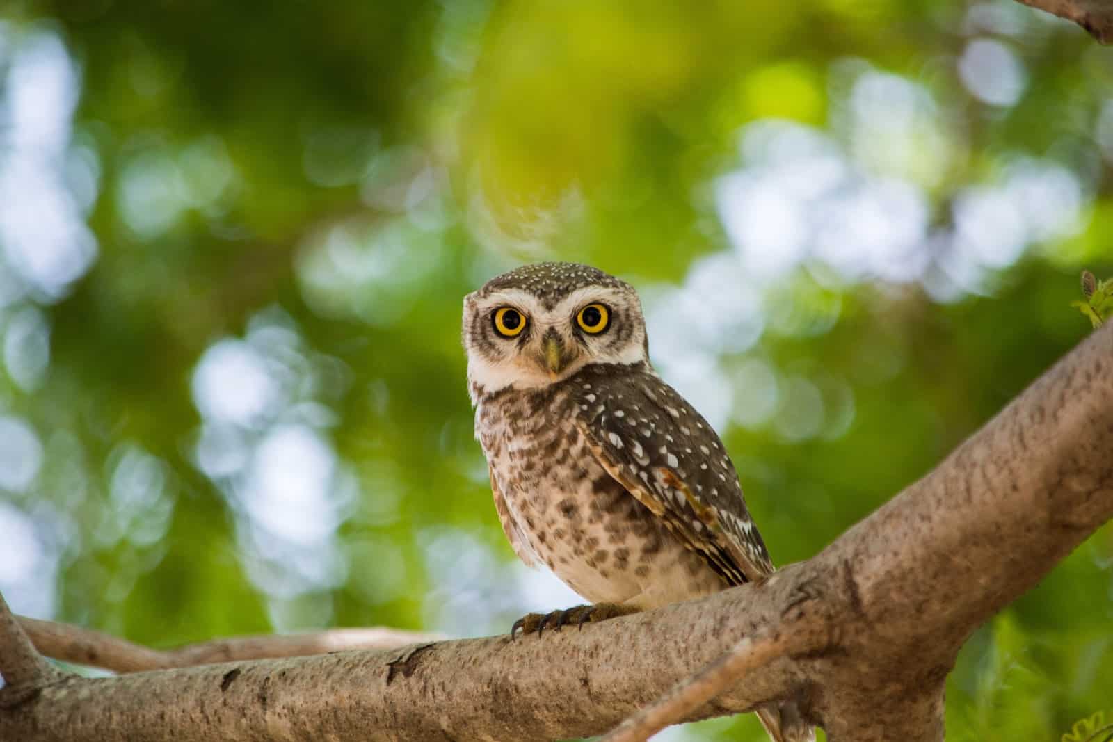 hibou photographié sur un arbre