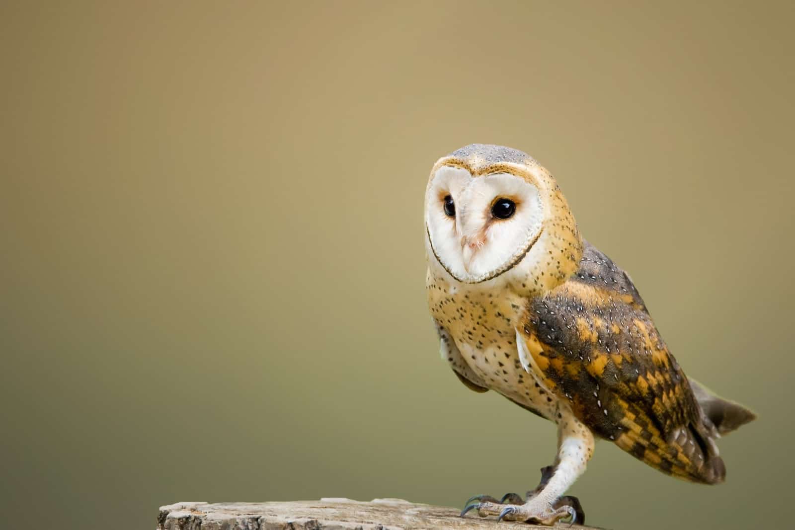 photo de mise au point d'un hibou brun et blanc