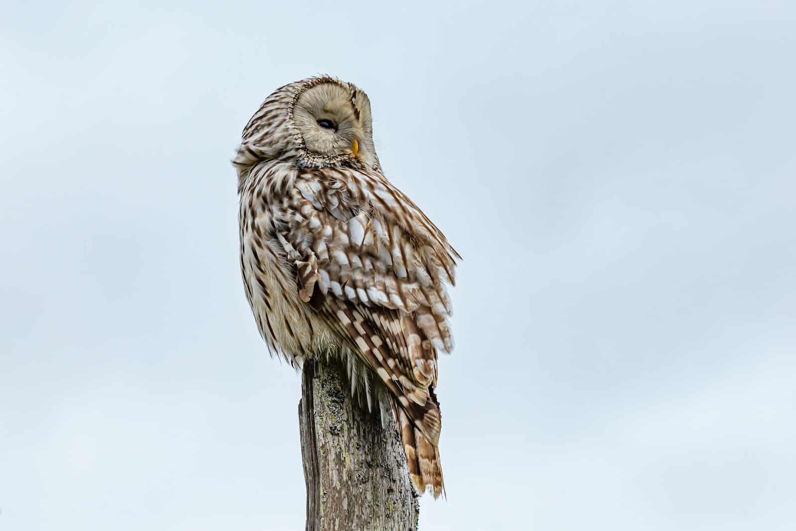 photo d'un hibou debout sur une souche