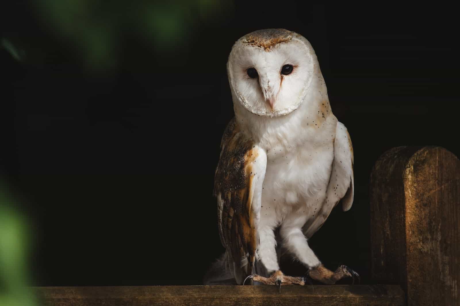 portrait d'un hibou la nuit