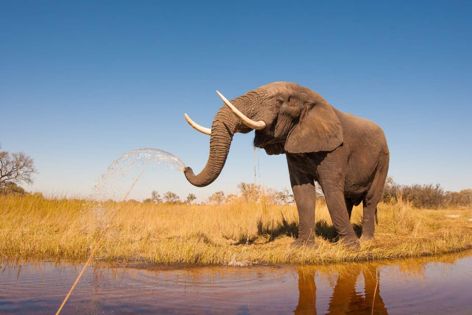 un éléphant boit de l'eau