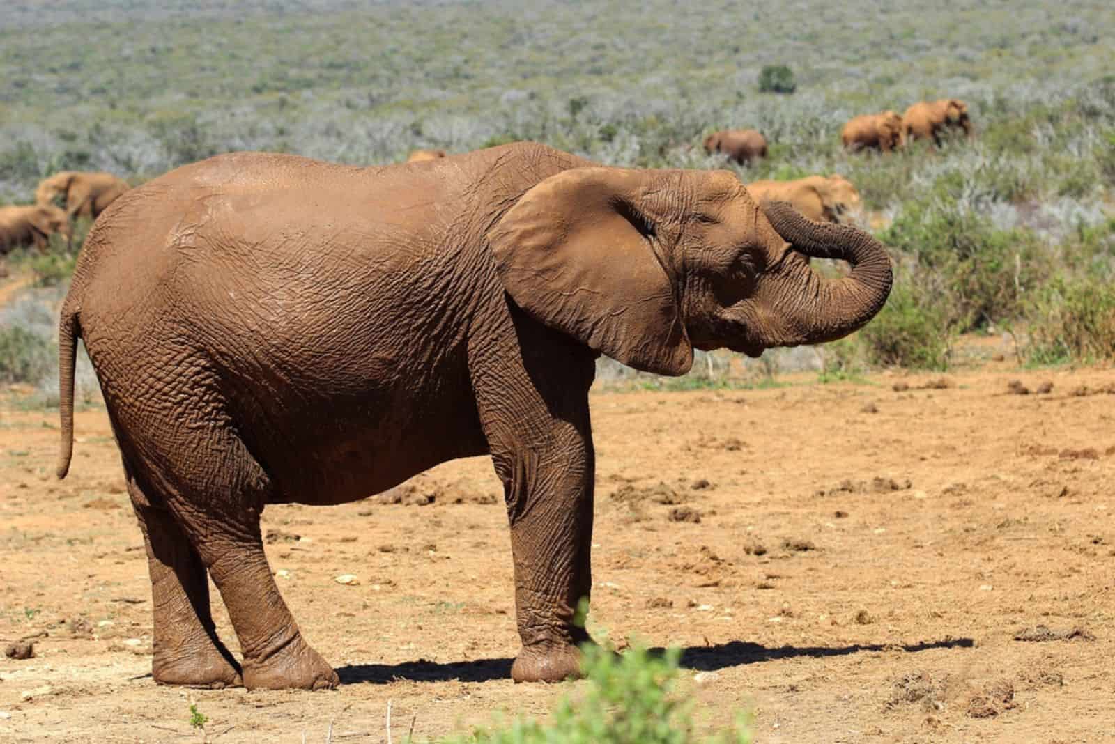 un éléphant dans le désert avec la trompe surélevée