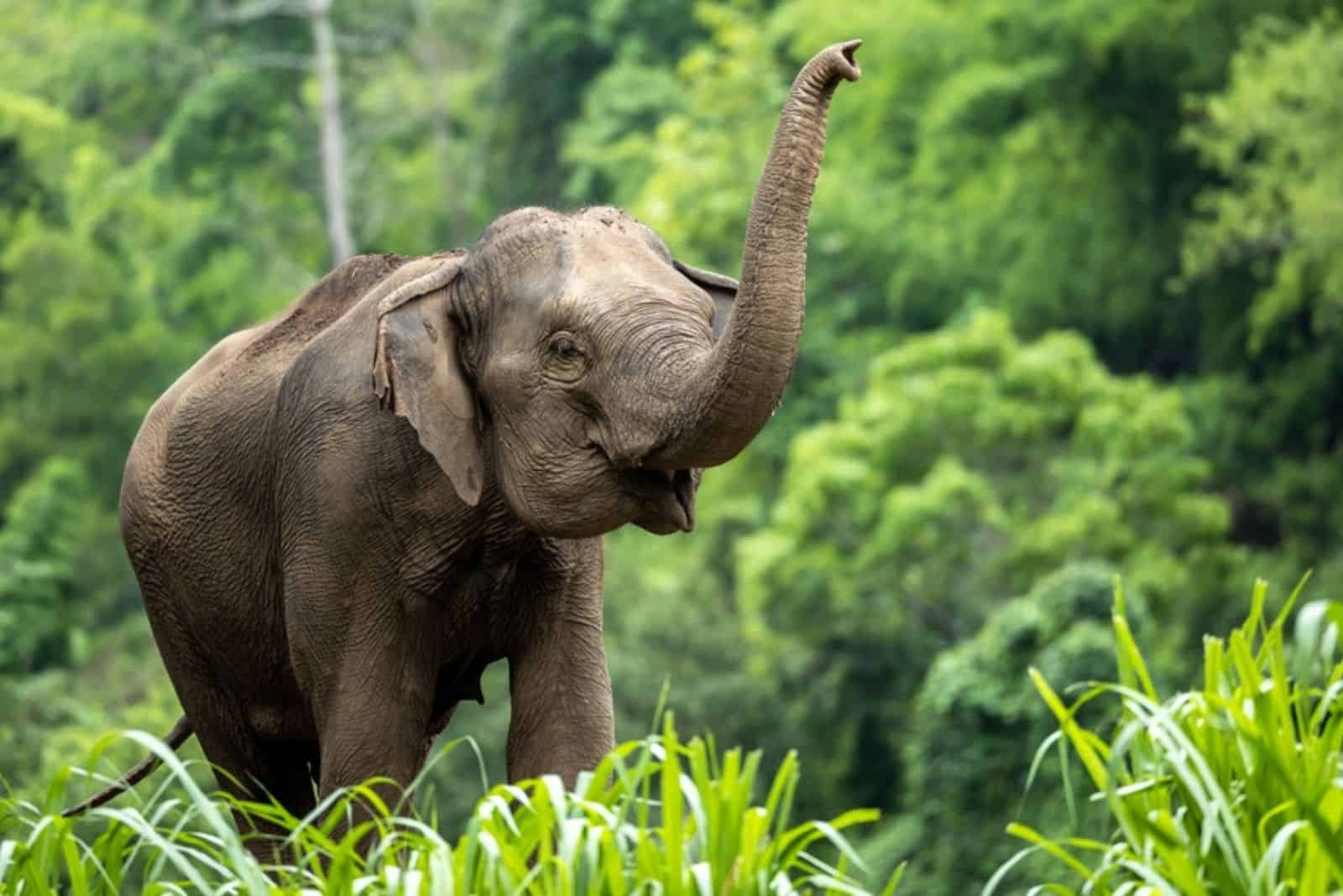 un éléphant dans le désert