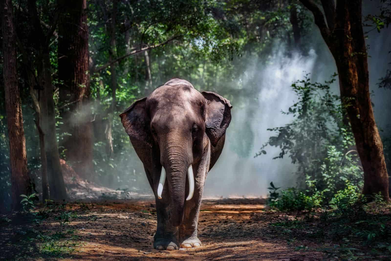 un éléphant se promène dans la forêt