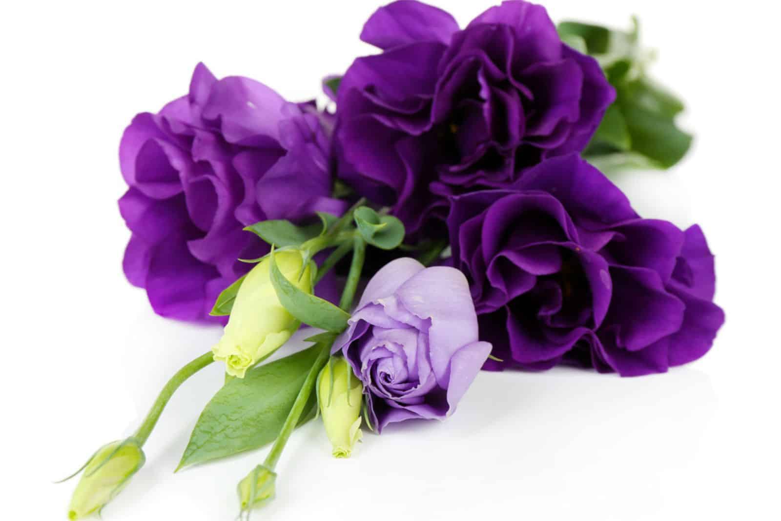 Belle eustoma violet isolé sur blanc