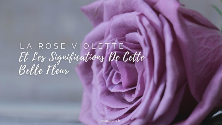 La Rose Violette Et Les Significations De Cette Belle Fleur