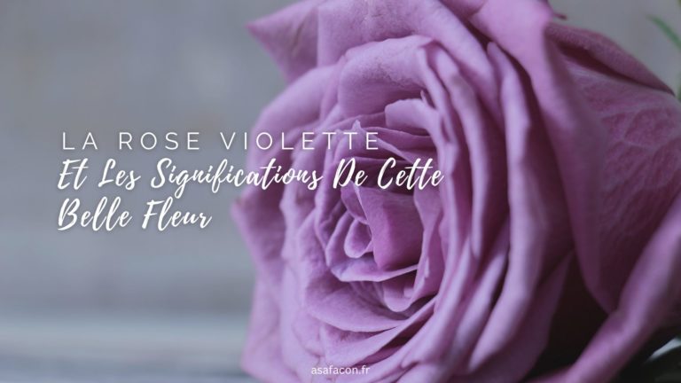 le rose violette