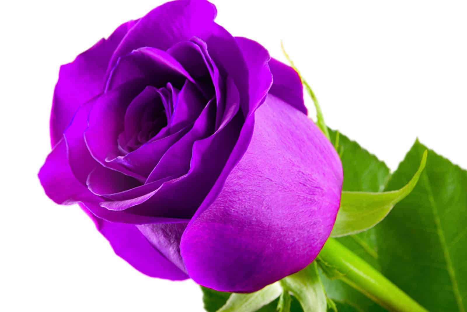 Rose violette isolé sur fond blanc