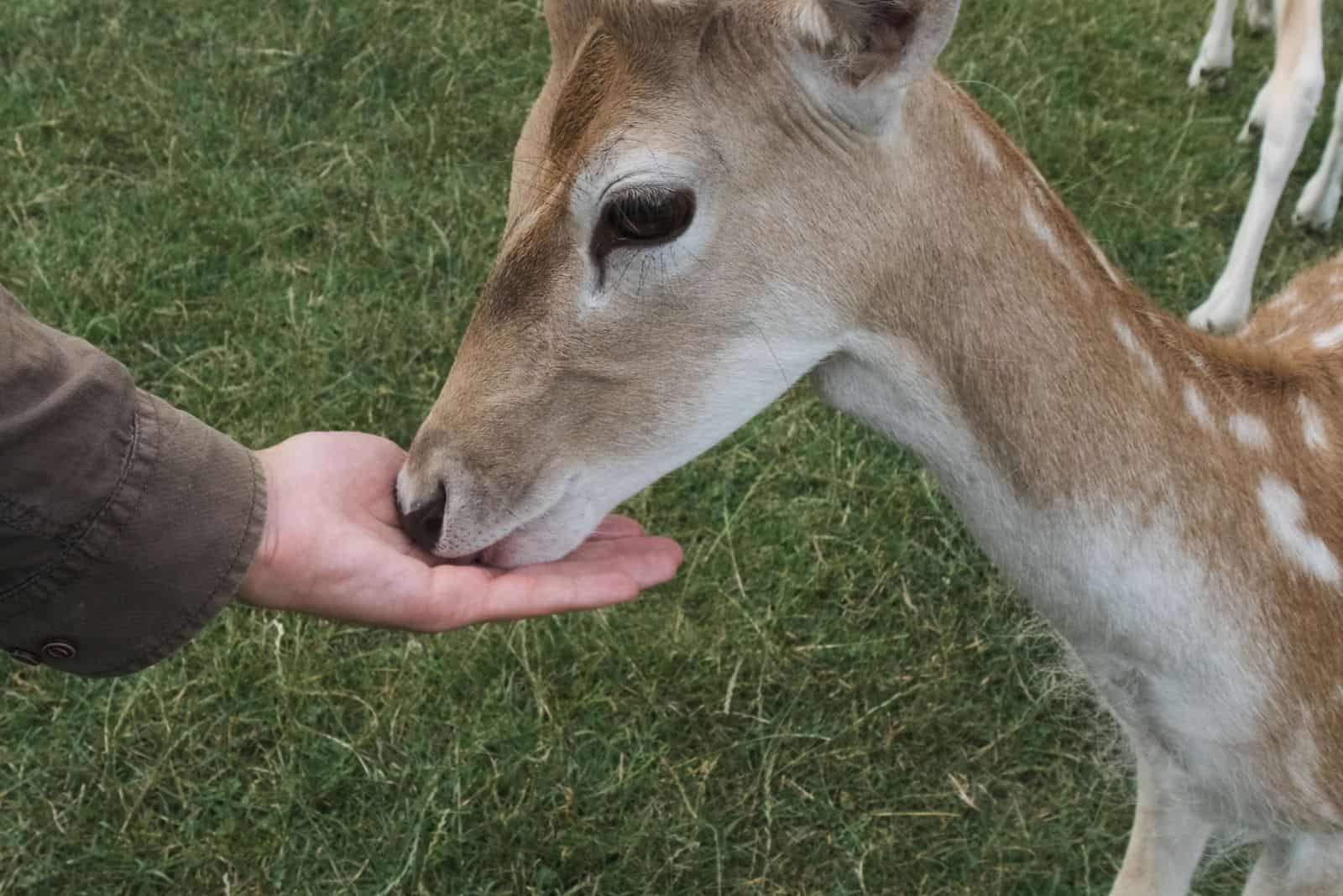 a deer eats from a man's hand