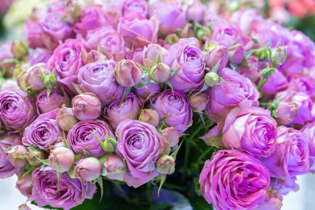 beau bouquet de roses violettes.