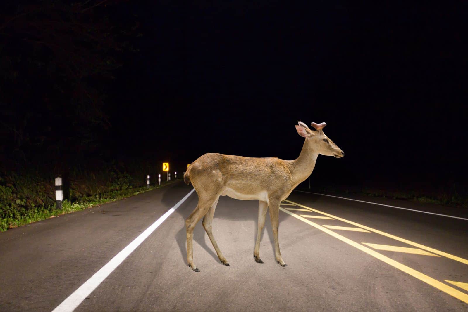 cerf sur le chemin