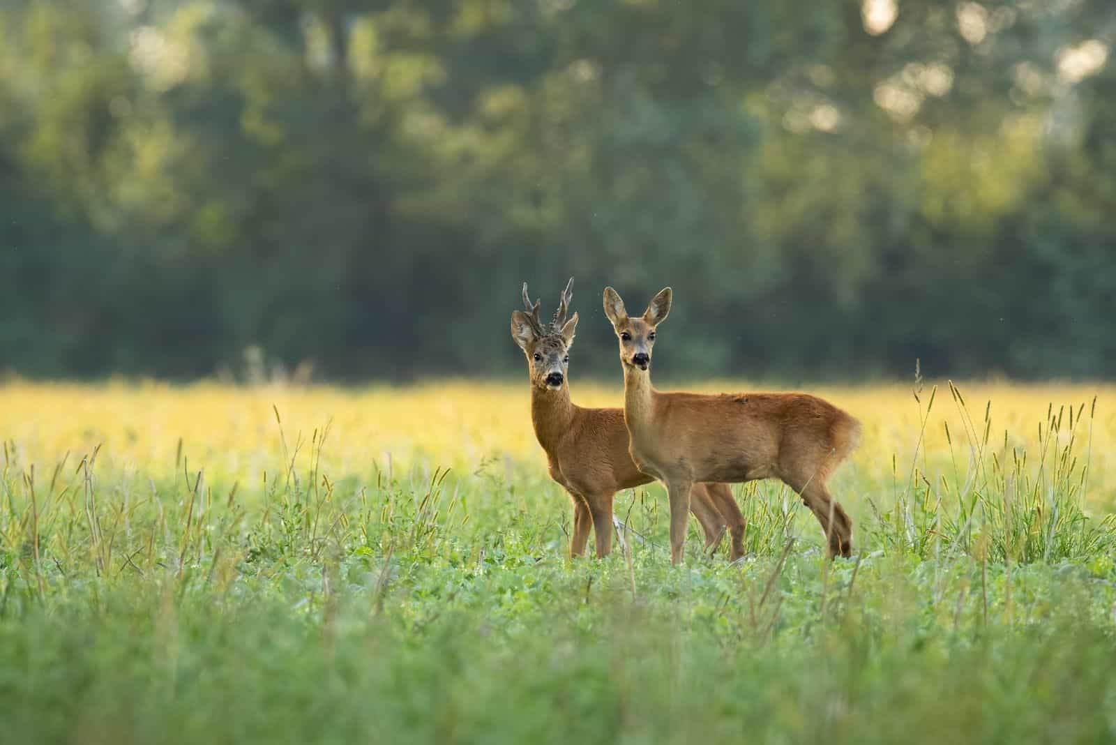 la biche et le cerf se tiennent dans le pré