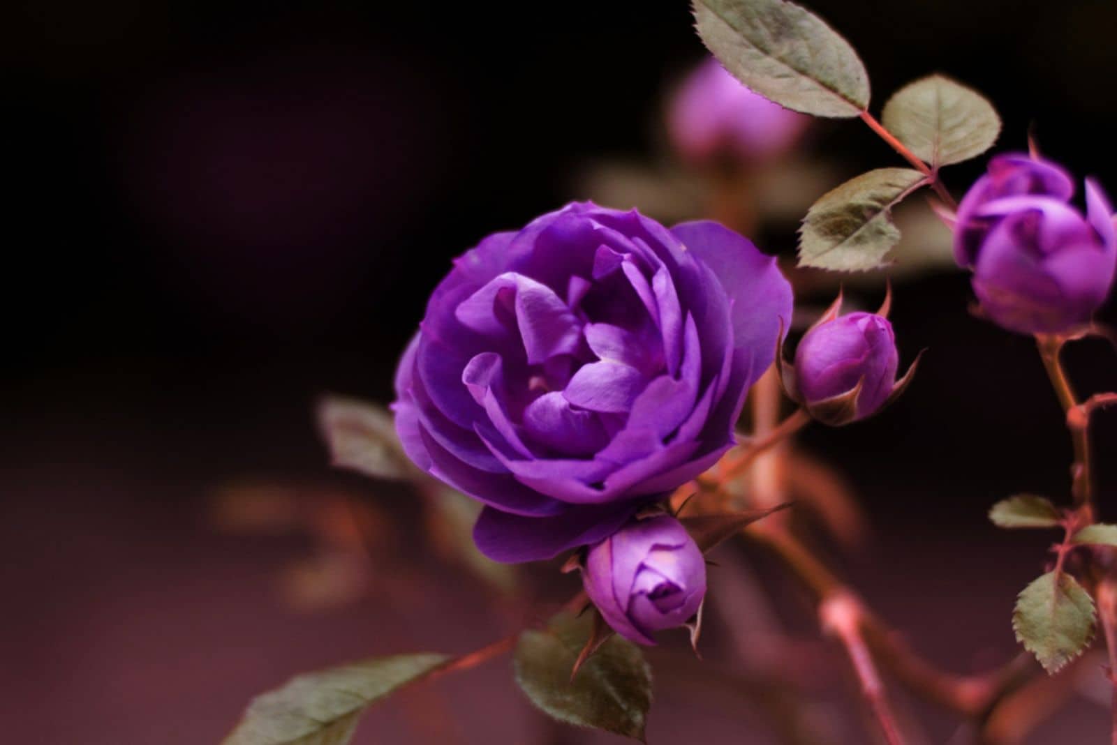 roses violettes en fleurs dans le jardin
