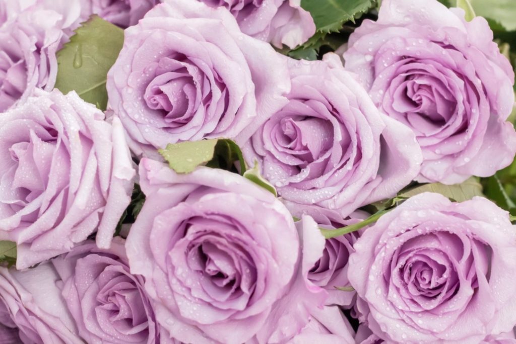 un bouquet de délicates roses violet clair