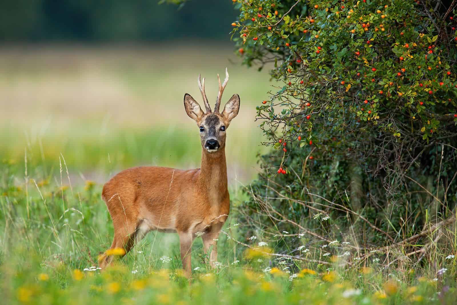 un cerf se tient dans un champ