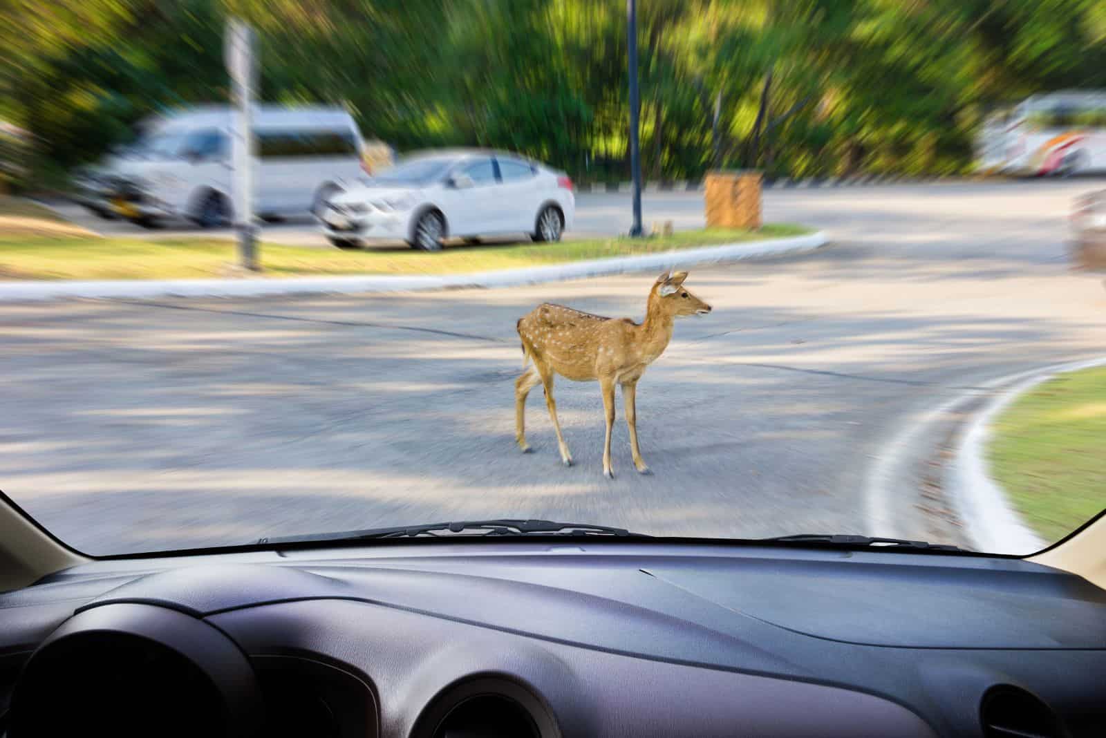 un homme peint un cerf traversant la route