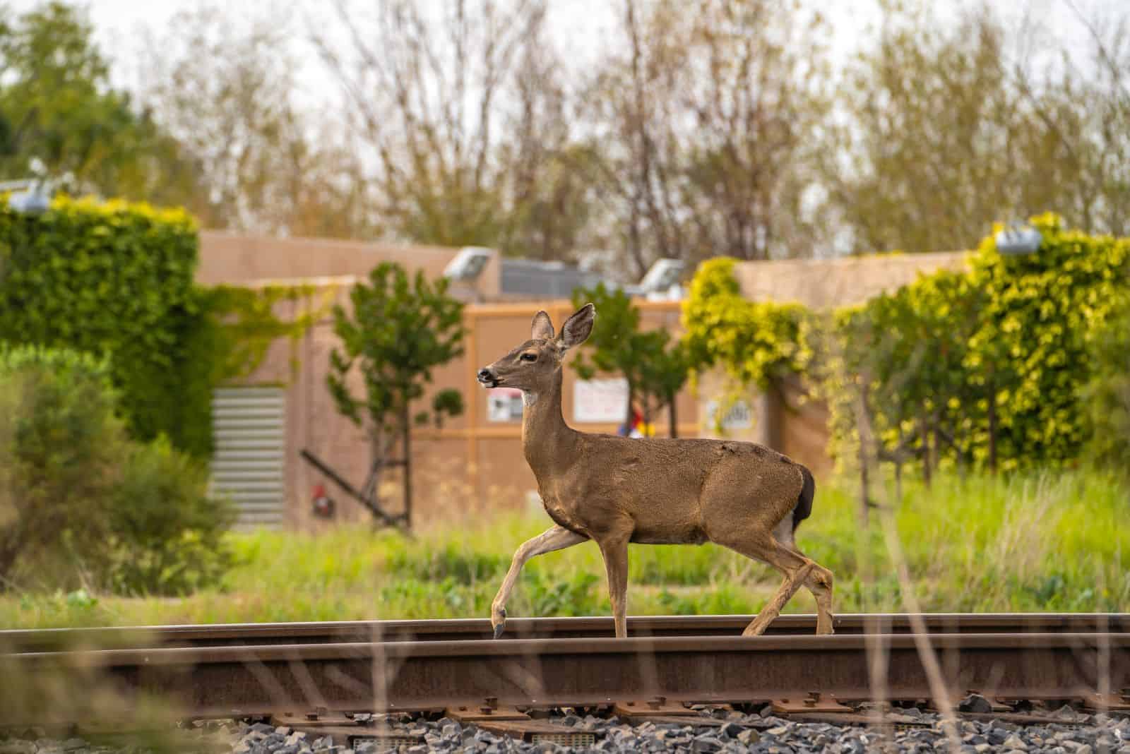 une biche traverse la voie ferrée