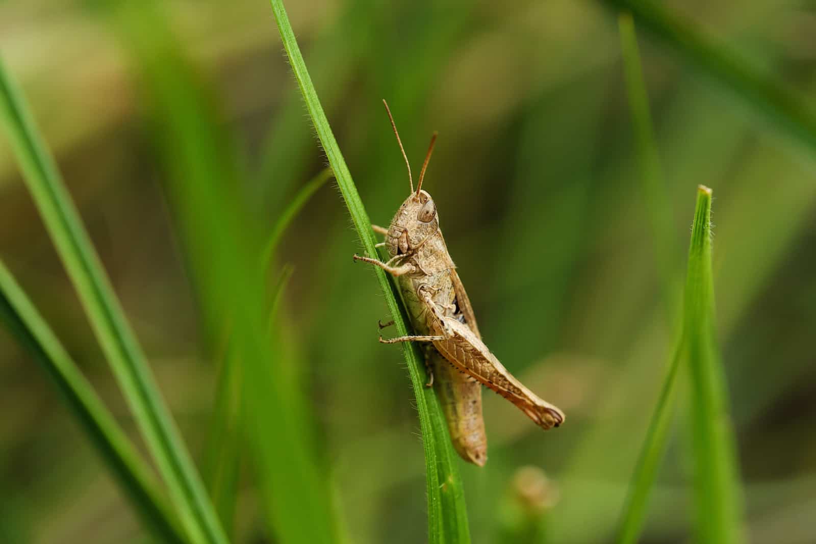 Belle sauterelle dans l'herbe en été