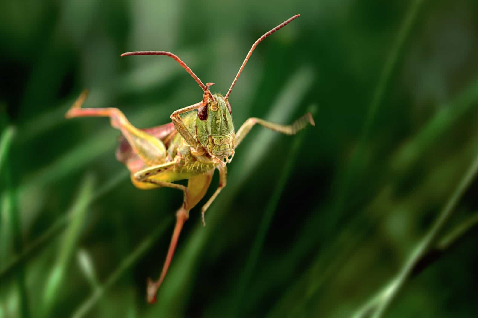 Saut de sauterelle en gros plan, macro d'insectes