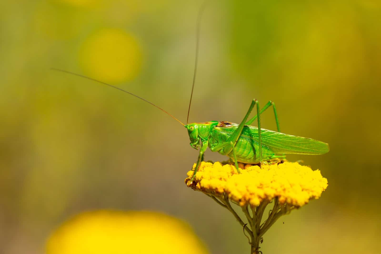 Sauterelle verte sur une fleur de millefeuille