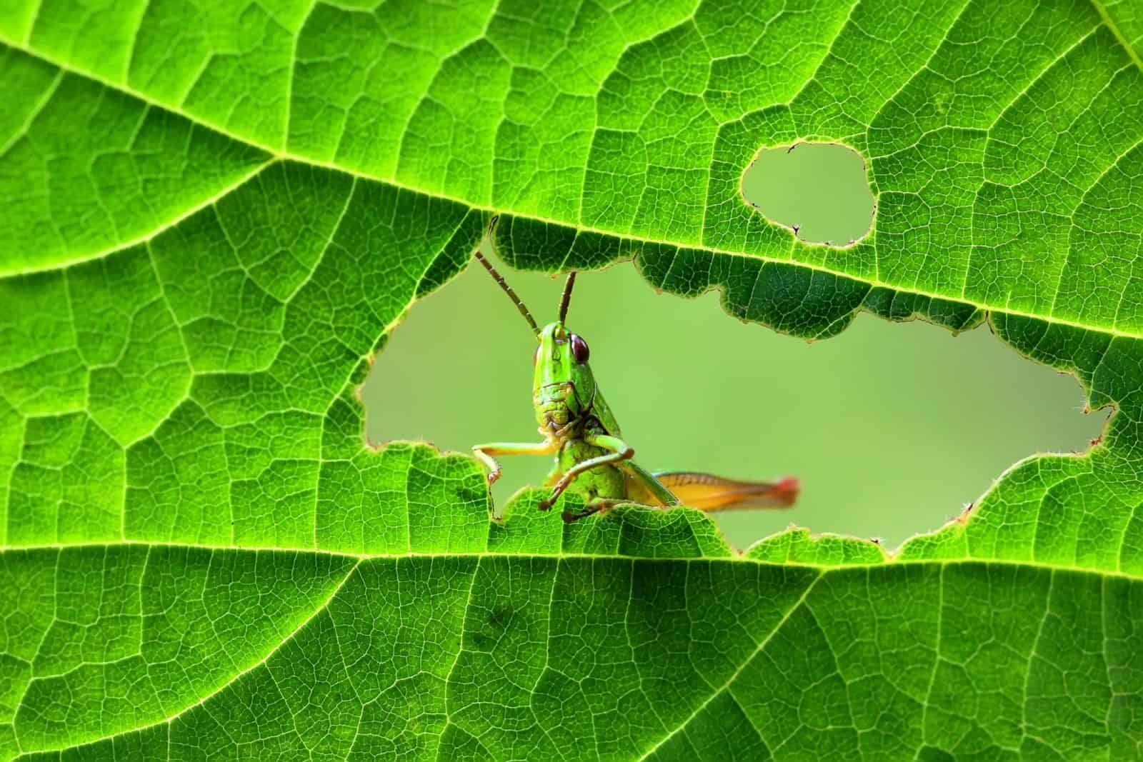 Une sauterelle verte est assise sur une feuille verte.